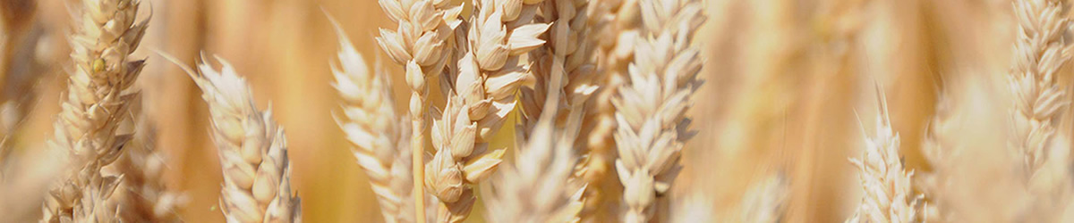 wheat_banner