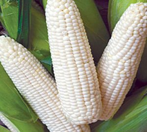 White Maize