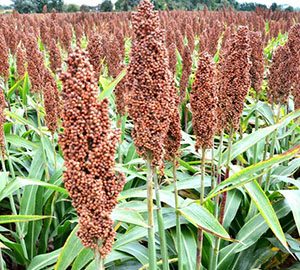 Sorghum