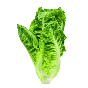 Butterhead Laruna F1